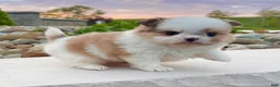 Mixed Breed dogs for sale: Chase - Ad 2