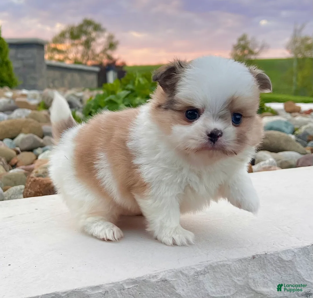 Mixed Breed dogs for sale: Chase - Ad 2