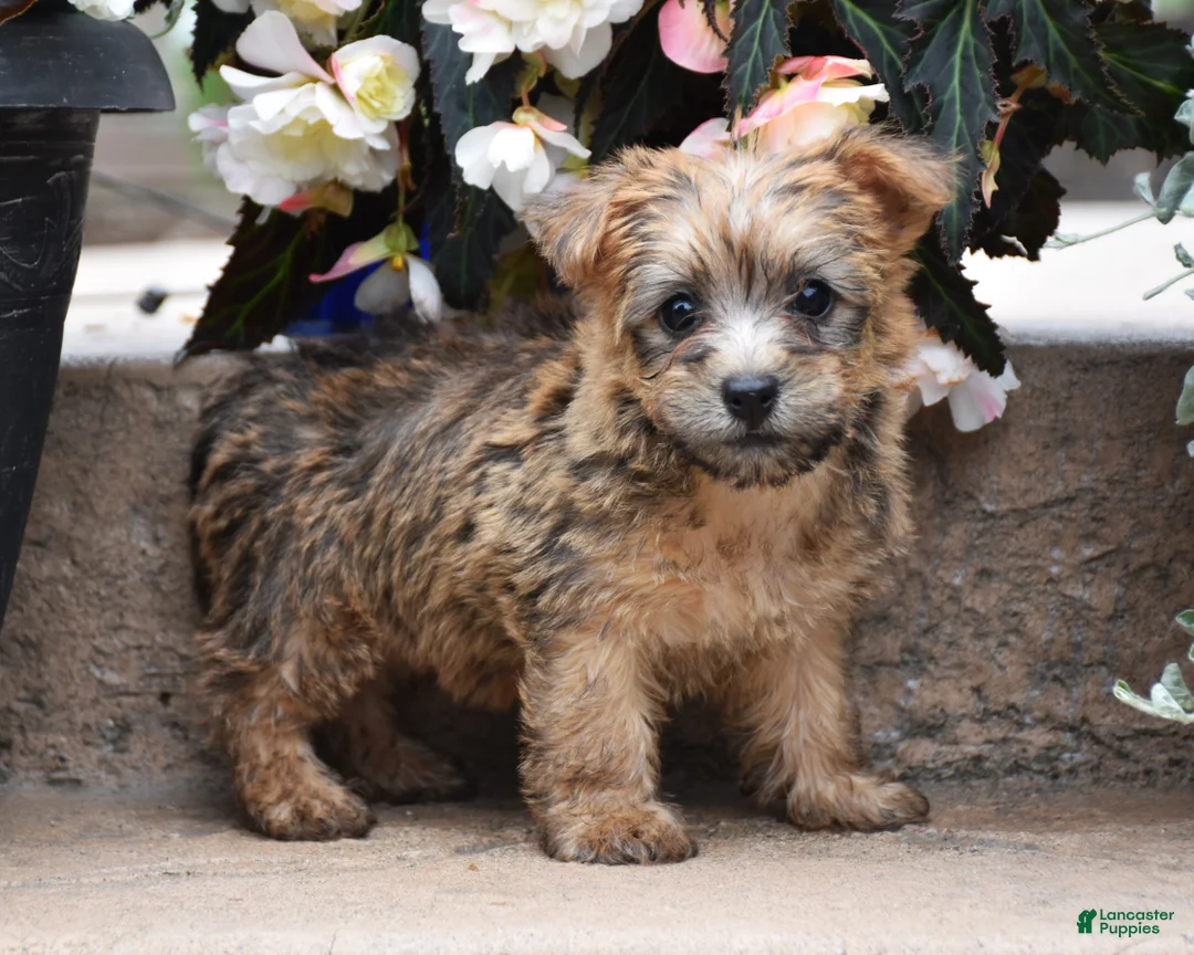 Cairn Terrier dogs for sale: Zora - Ad 2