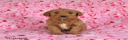 Goldendoodle dogs for sale: Bear - Ad 4