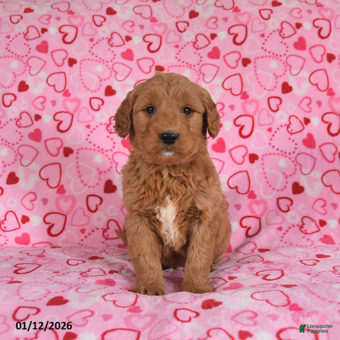 Goldendoodle dogs for sale: Bear - Ad 4