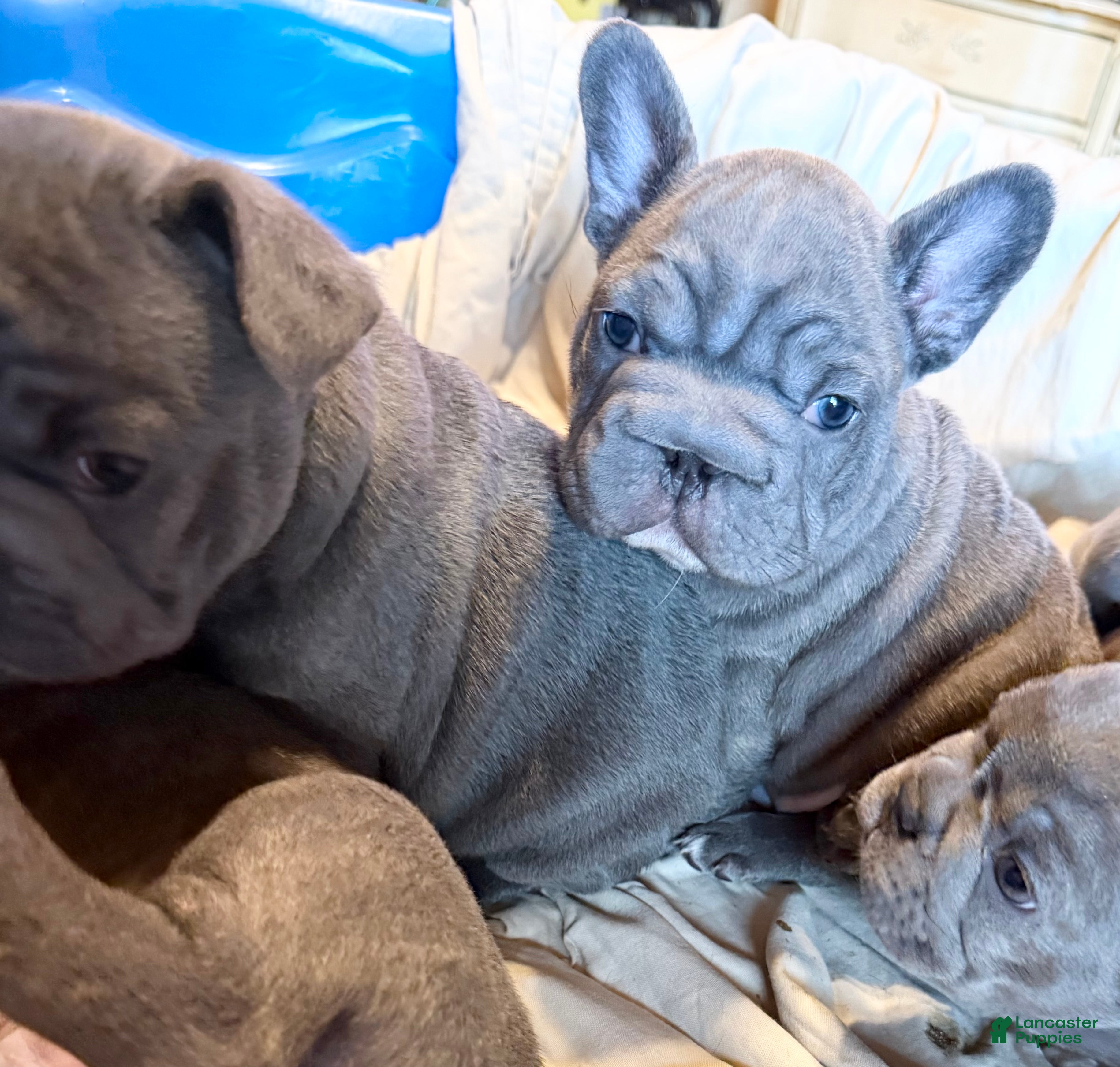 French Bulldog dogs French Bulldog 1 - Ad 31