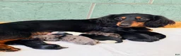 Miniature Dachshund dogs for sale: AKC Longhair Black & Tan Mini Dachshund Girl - Ad 5