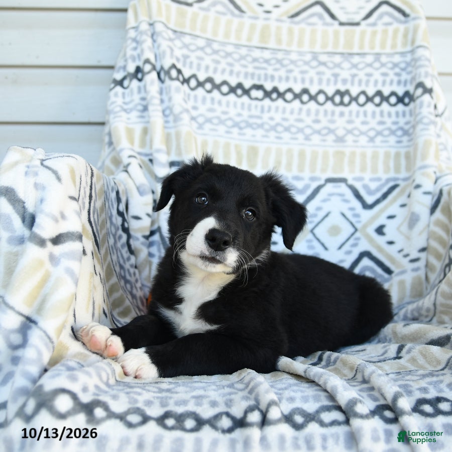 Border Collie dogs for sale: Erick - Ad 1