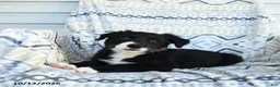 Border Collie dogs for sale: Erick - Ad 1