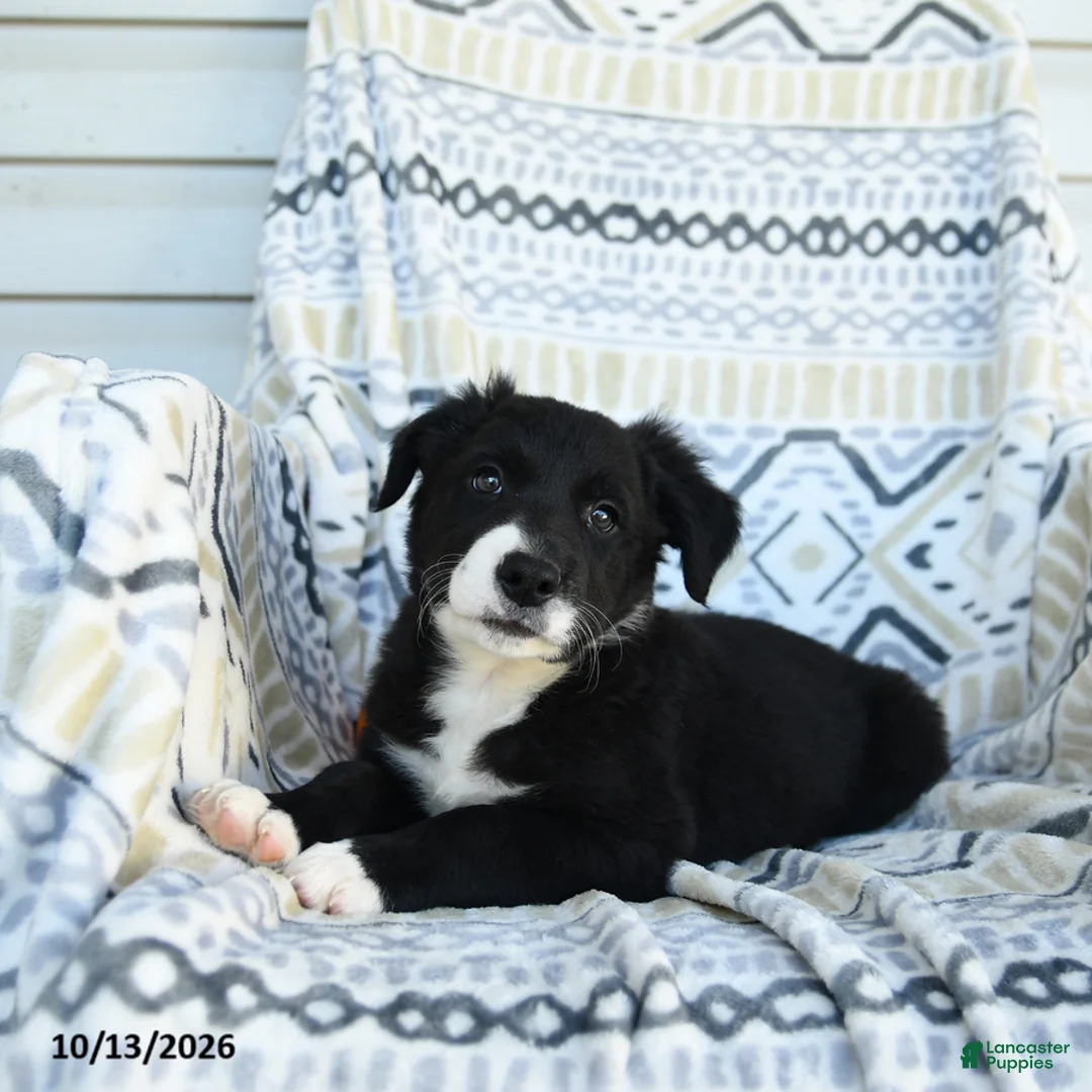 Border Collie dogs for sale: Erick - Ad 1