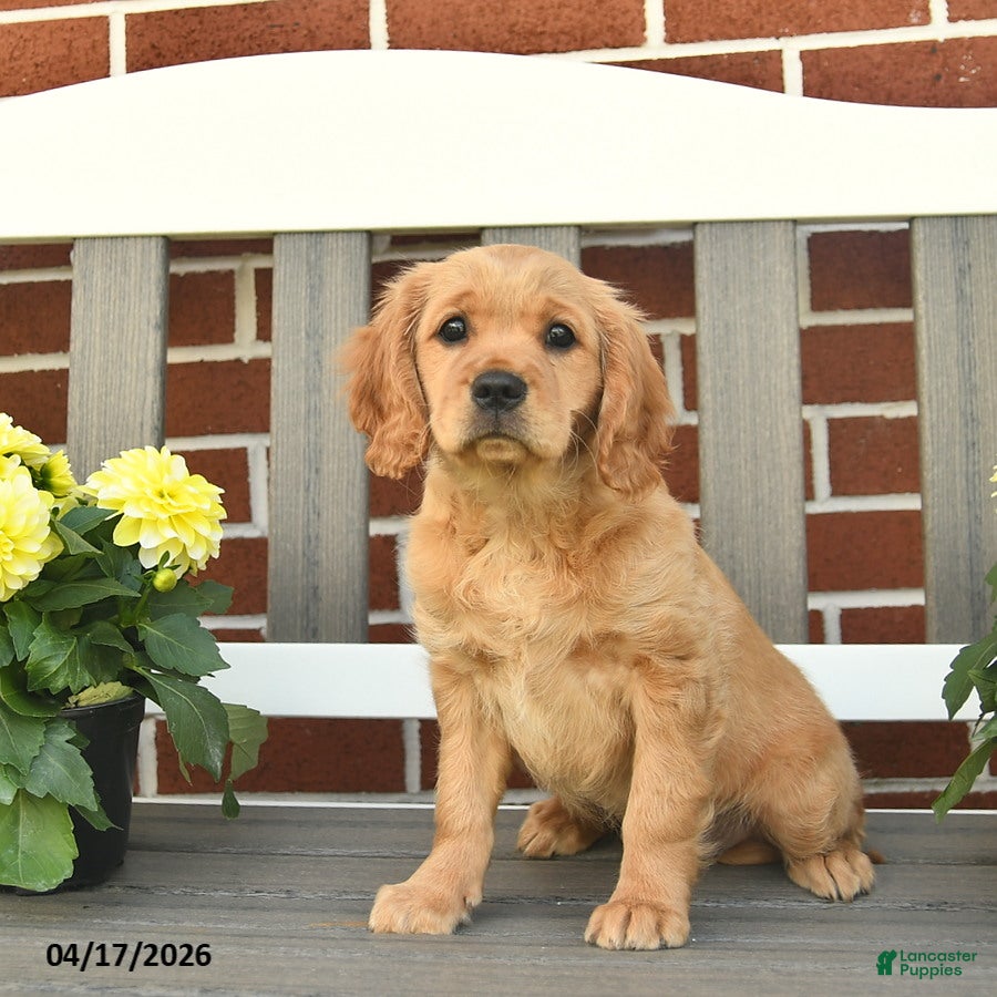Miniature Golden Retriever dogs Lydia - Ad 2