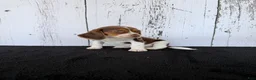 Beagle dogs for sale: Layla - Ad 5