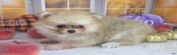 Pomeranian dogs for sale: Apricot - Orange Female Pomeranian - Ad 4