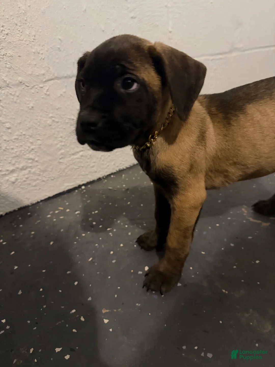 Cane Corso dogs for sale: Macy  - Ad 3