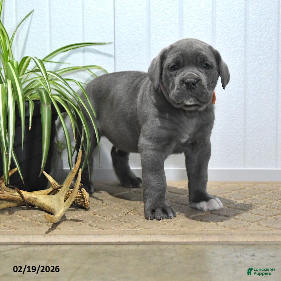 Cane Corso dogs Griffen - Ad 1