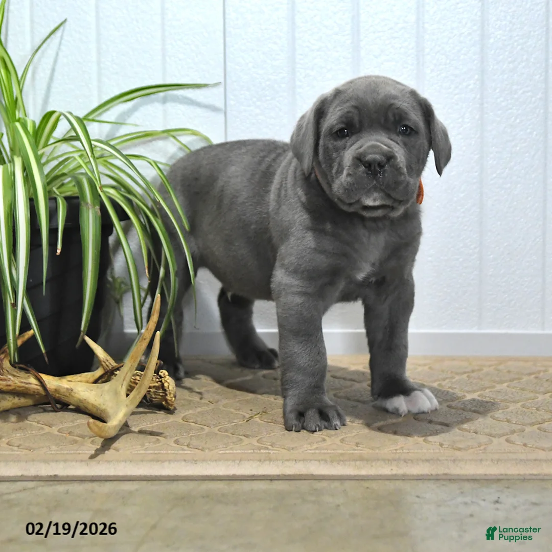 Cane Corso dogs for sale: Griffen - Ad 1