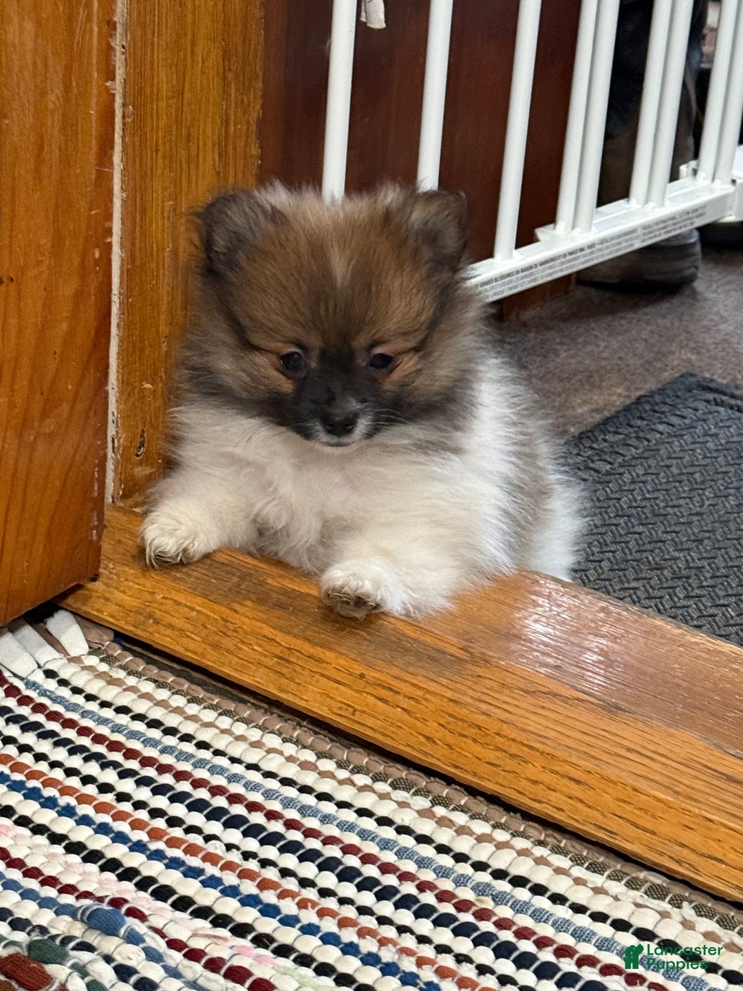 Pomeranian dogs for sale: Rosey - Ad 1