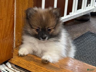 Pomeranian dogs Rosey - Ad 25