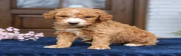 Mini Goldendoodle dogs for sale: Everett  - Ad 1