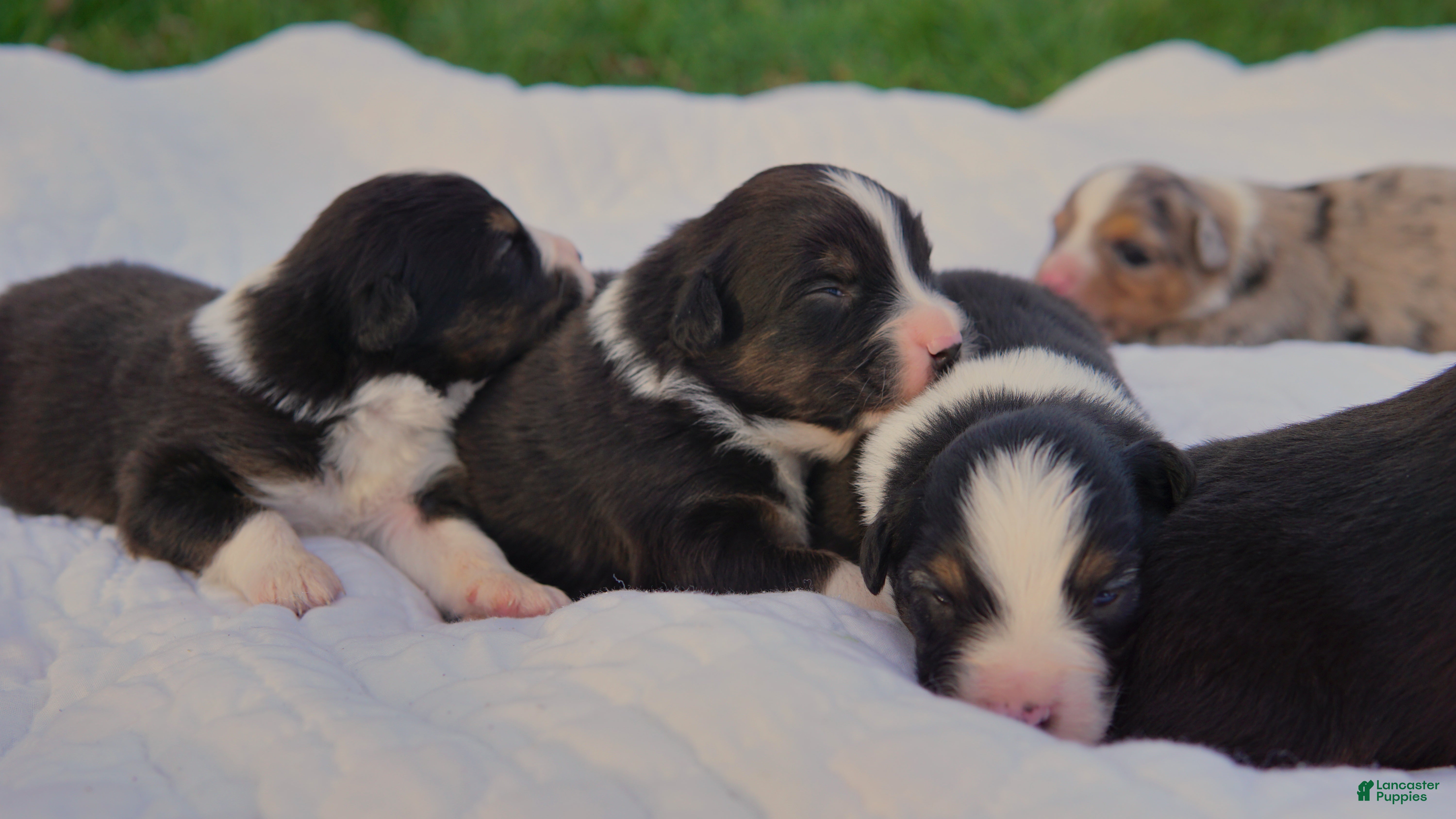 Australian Shepherd dogs Australian Shepherd Puppy 6 Tri-color puppies. - Ad 29