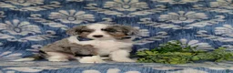 Aussiedoodle dogs for sale: Shayne Adult wt 16 lbs - Ad 3