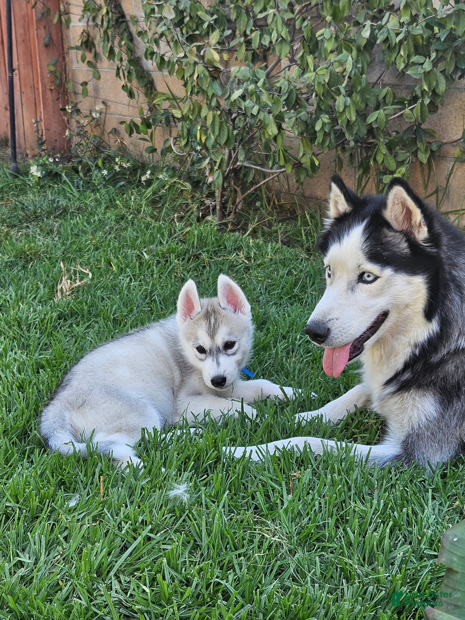 Siberian Husky dogs Siberian Husky Puppy 4 - Ad 1