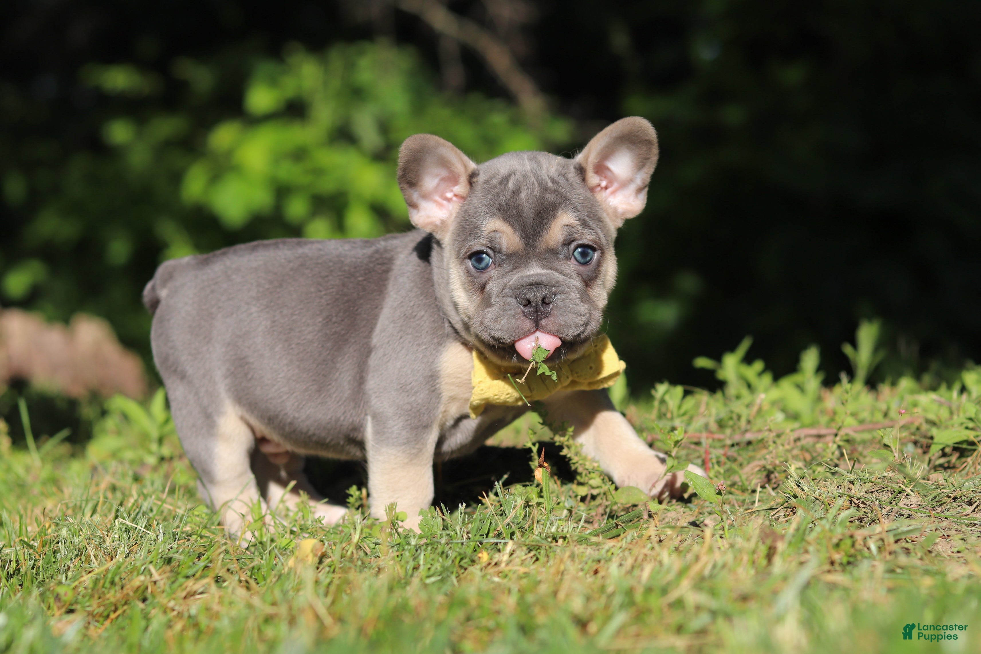 French Bulldog dogs for sale: Pete - Ad 3