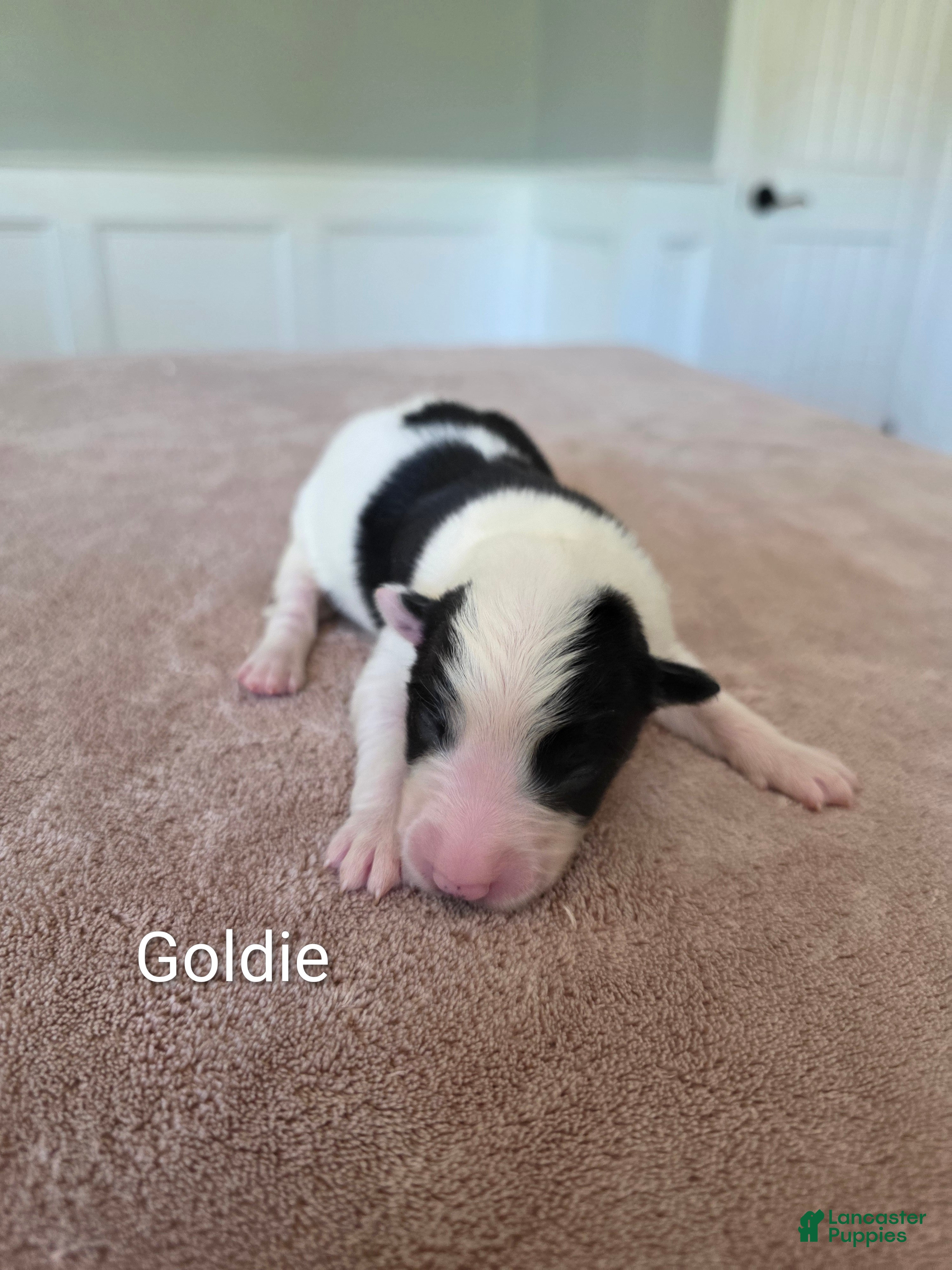Border Collie dogs Goldie - Ad 4