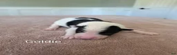 Border Collie dogs for sale: Goldie - Ad 1