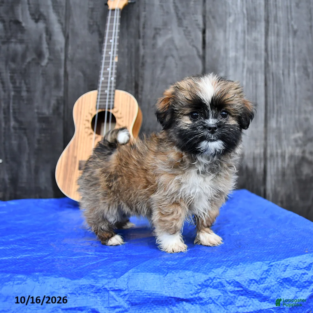Shih Tzu dogs for sale: Tori - Ad 5
