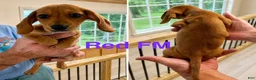 Miniature Dachshund dogs for sale: Miniature Dachshund 1 - Ad 2