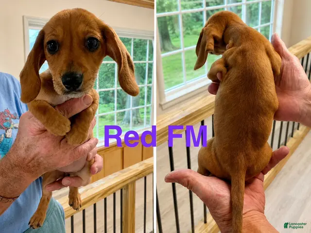 Miniature Dachshund dogs for sale: Miniature Dachshund 1 - Ad 2