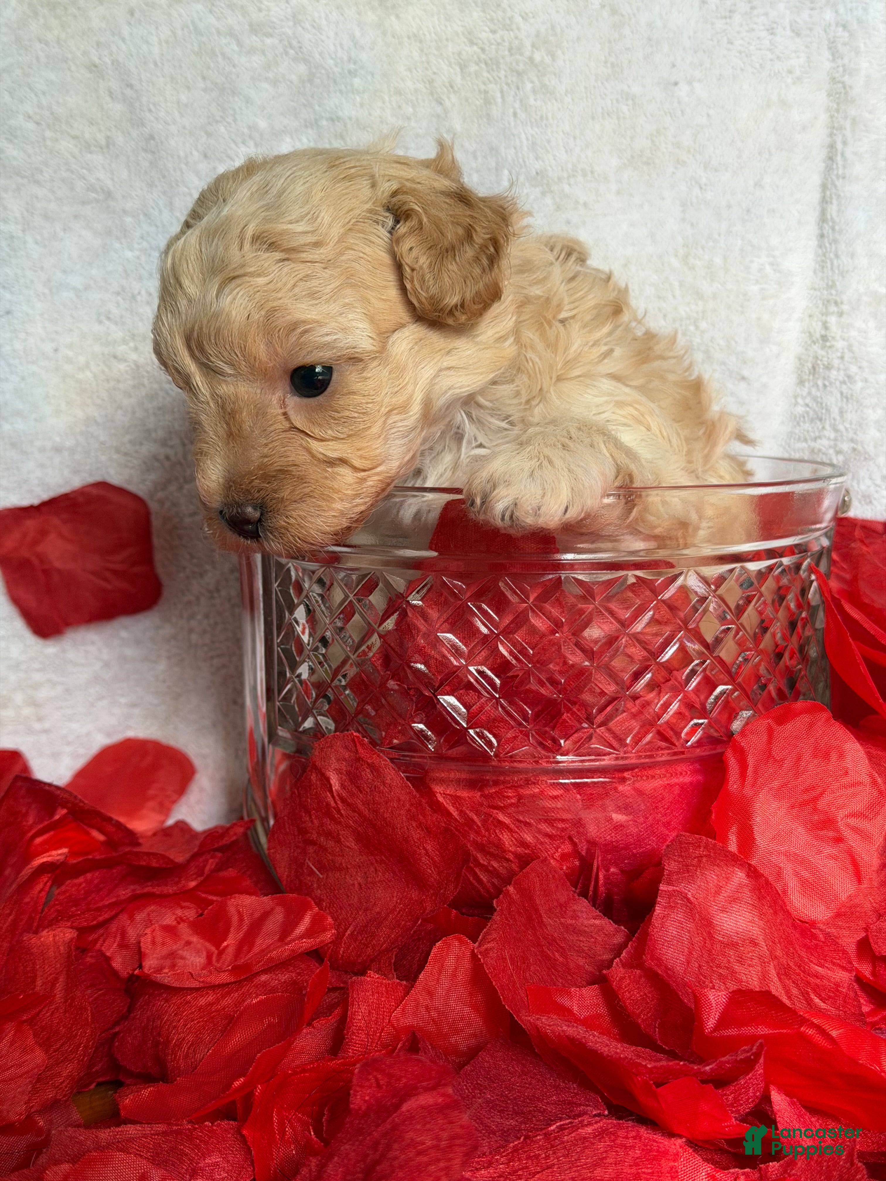 Toy Poodle dogs Luvie - Ad 2