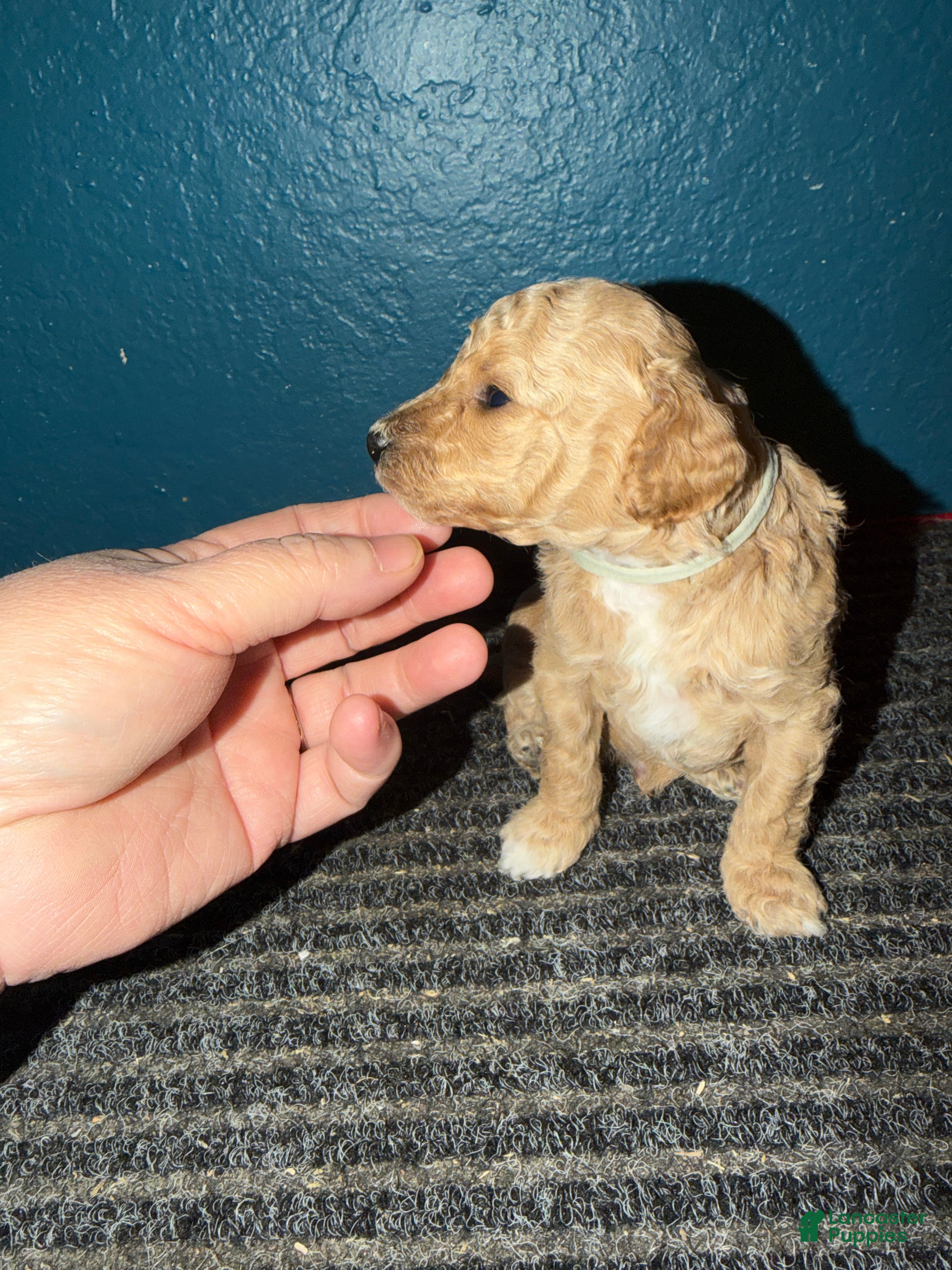 Miniature Poodle dogs AKC Miniature Poodle Puppy Light Green - Ad 6