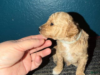 Miniature Poodle dogs AKC Miniature Poodle Puppy Light Green - Ad 6