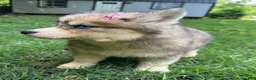 Siberian Husky dogs for sale: RUBY - Ad 20