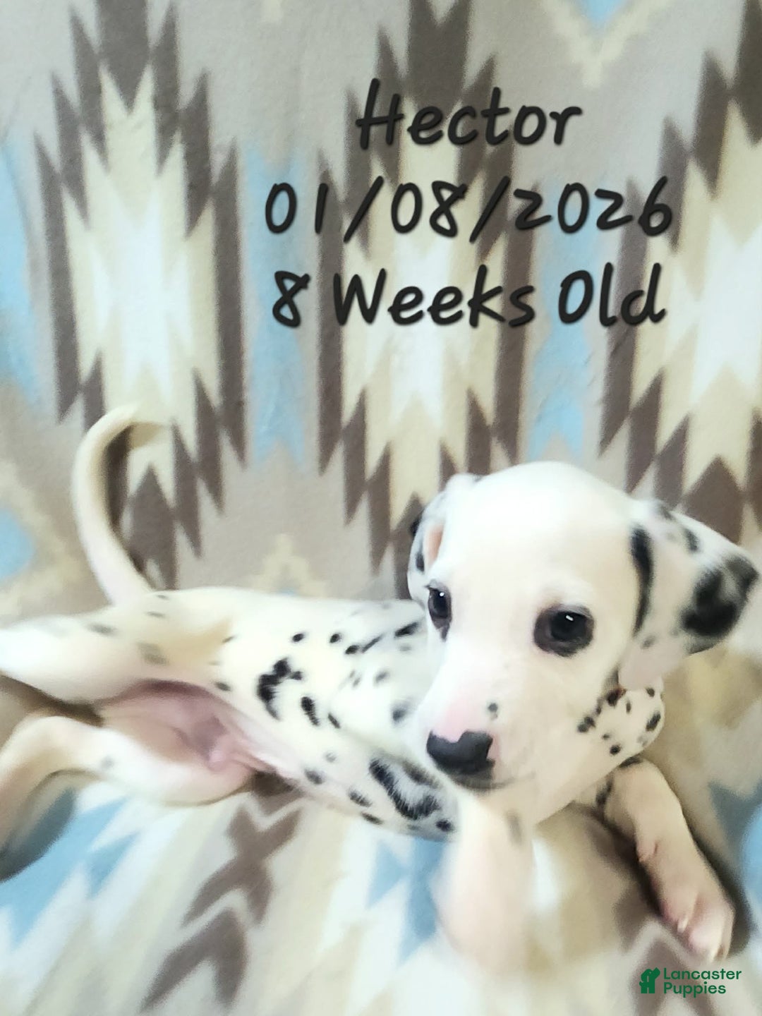 Dalmatian dogs for sale: Hector - Ad 3
