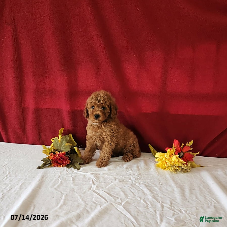 Mini Goldendoodle dogs Remi - Ad 1