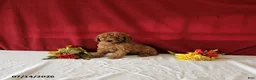 Mini Goldendoodle dogs for sale: Remi - Ad 1
