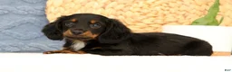 Miniature Dachshund dogs for sale: Joy - Ad 4