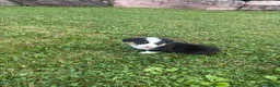 Welsh Corgi Pembroke dogs for sale: Welsh Corgi Pembroke 1 - Ad 4