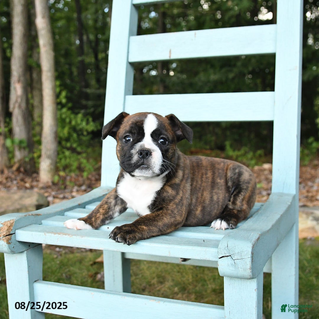 Mixed Breed dogs for sale: Rayne - Ad 2