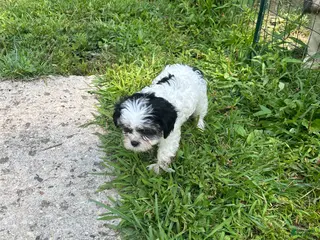 Teddy Bear dogs Lucy - Ad 25