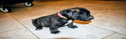 Presa Canario dogs for sale: Ms Pink - Ad 8