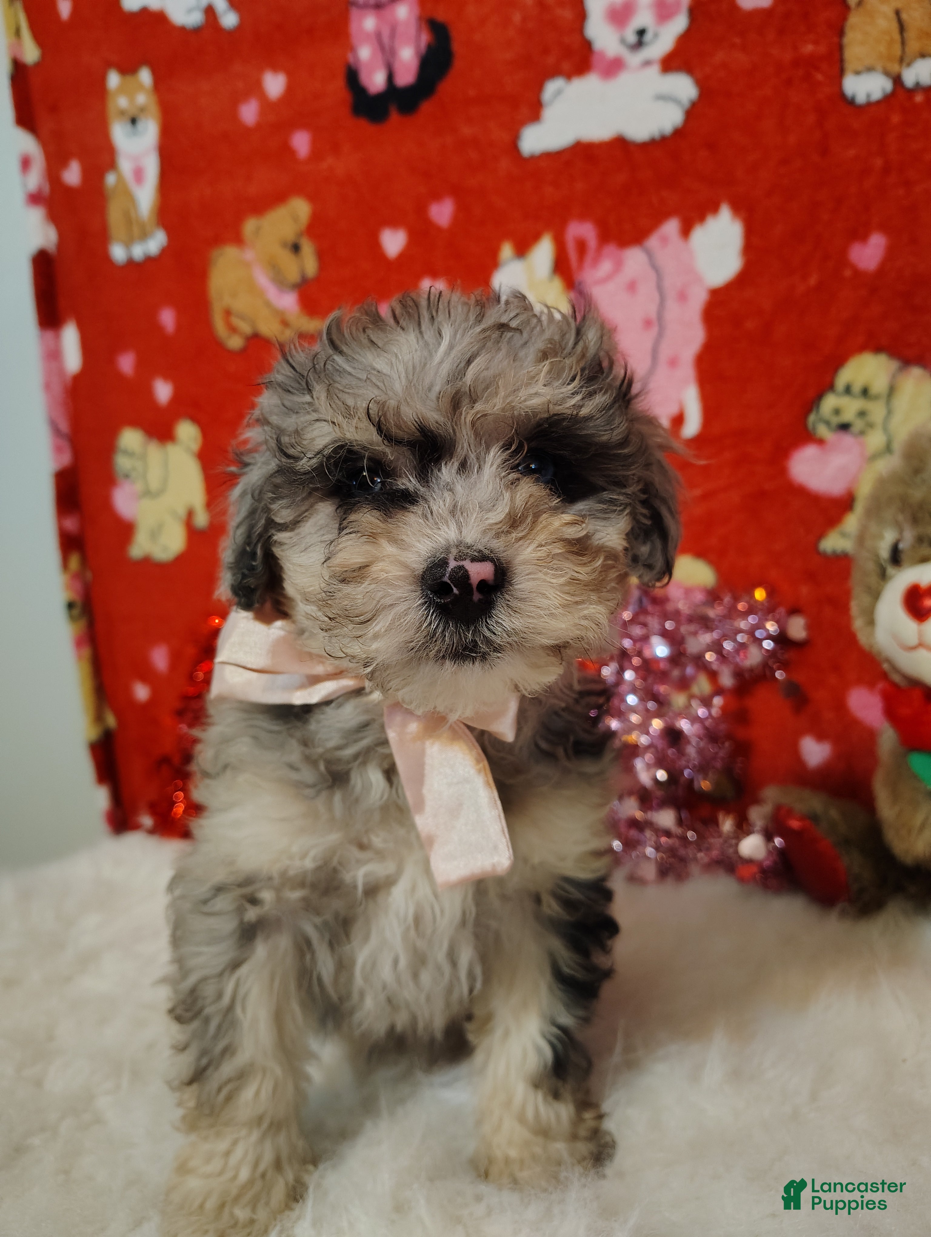 Mini Bernedoodle dogs Maggie - Ad 11