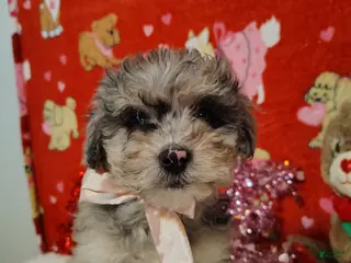 Mini Bernedoodle dogs Maggie - Ad 10