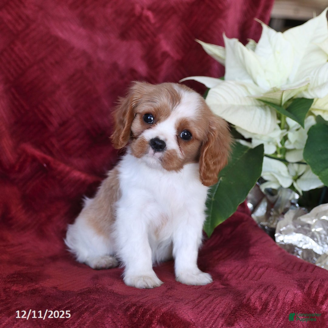 Cavalier King Charles Spaniel dogs for sale: Ace - Ad 1