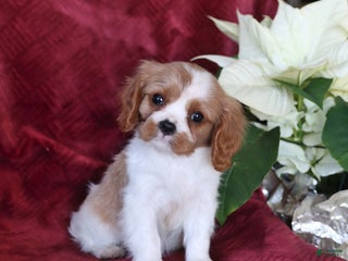 Cavalier King Charles Spaniel dogs Ace - Ad 30
