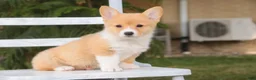 Welsh Corgi Pembroke dogs for sale: Josie Welsh Corgi Pembroke  - Ad 7