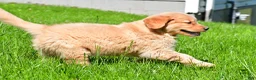 Golden Retriever dogs for sale: Sammy - Ad 7