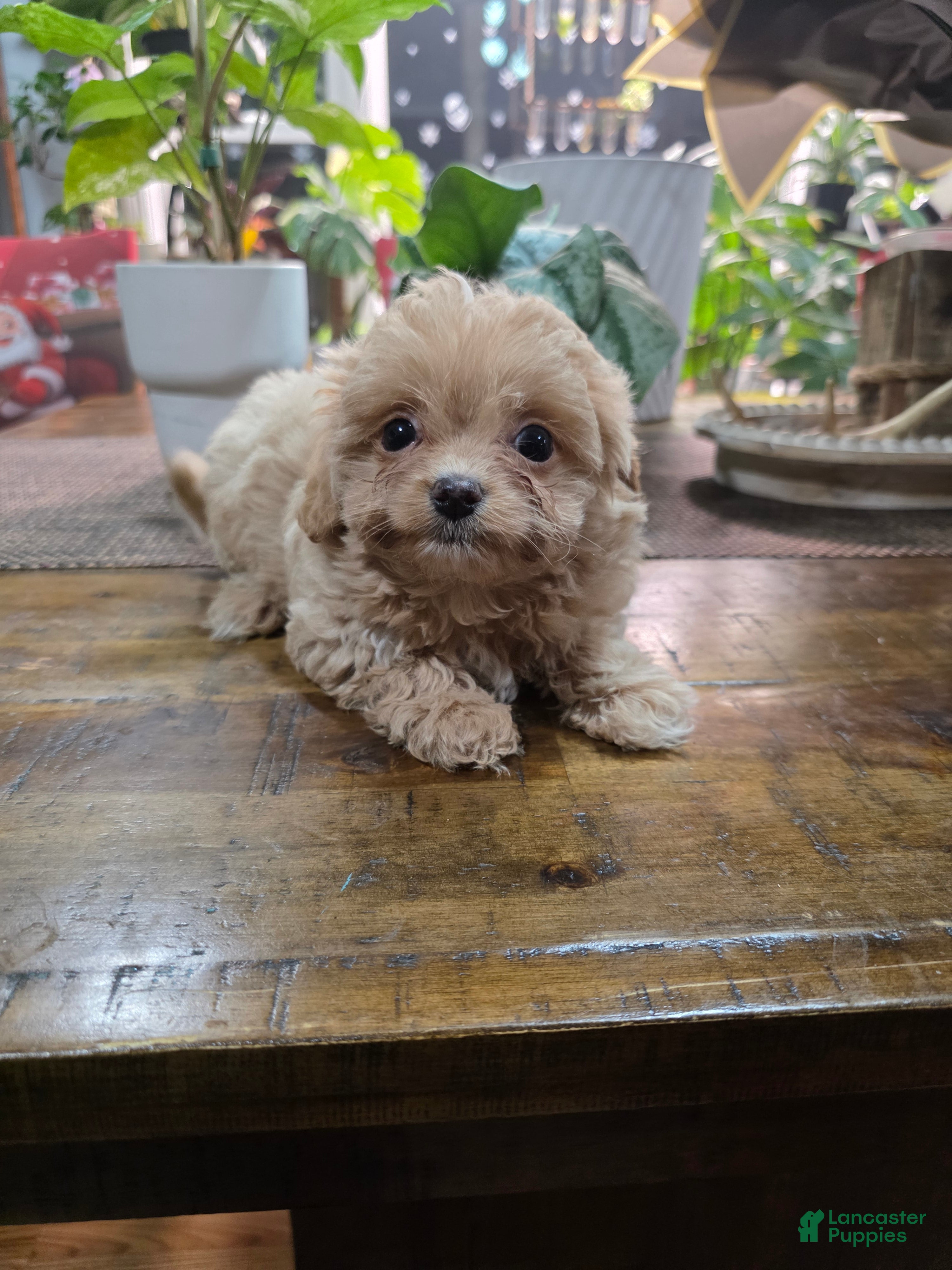 Toy Poodle dogs Princess  - Ad 4