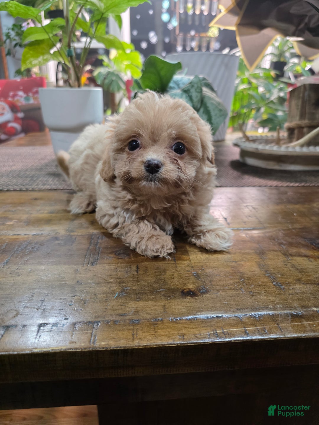 Toy Poodle dogs for sale: Princess  - Ad 1