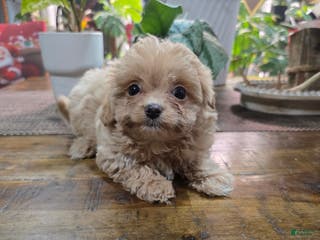 Toy Poodle dogs Princess - Ad 25