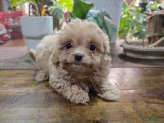 Toy Poodle dogs Princess - Ad 25